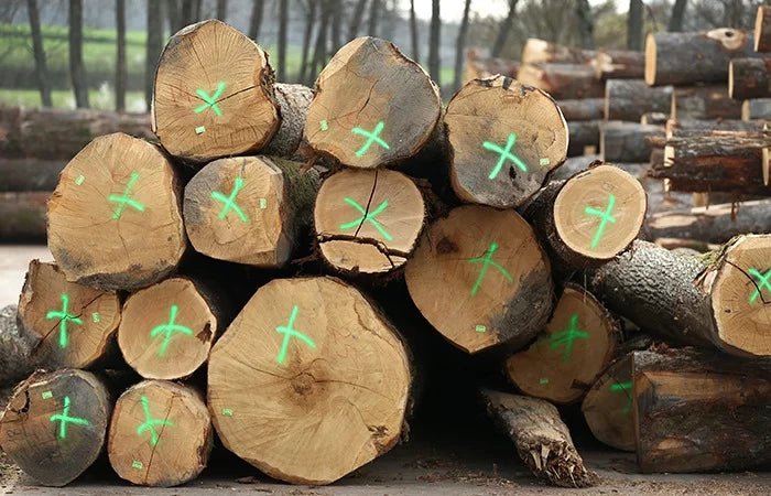 Holzscheite – Eiche – Bild 3