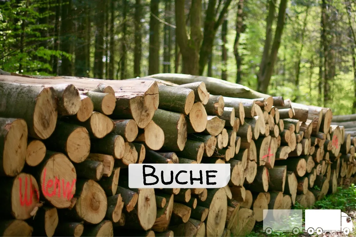 Buche Brennholz – LKW-Ladung (Volle oder Halbe Ladung) – Volle LKW-Ladung – Bild 2