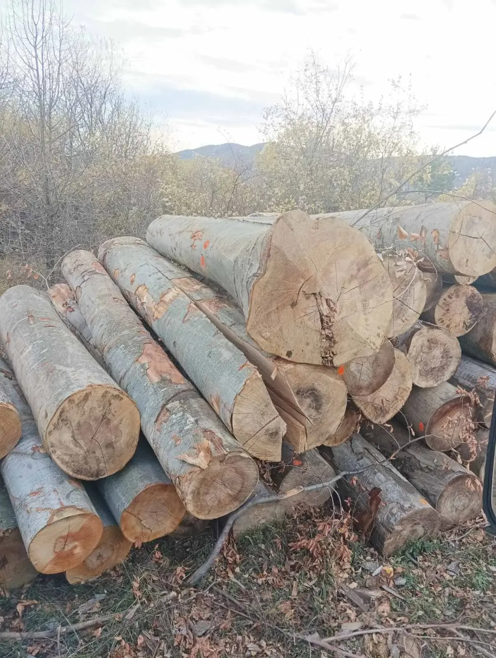 Buche Stammholz – 20 RM oder 40 RM – Bild 3