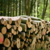 Buche Stammholz – LKW-Ladung – Volle oder Halbe
