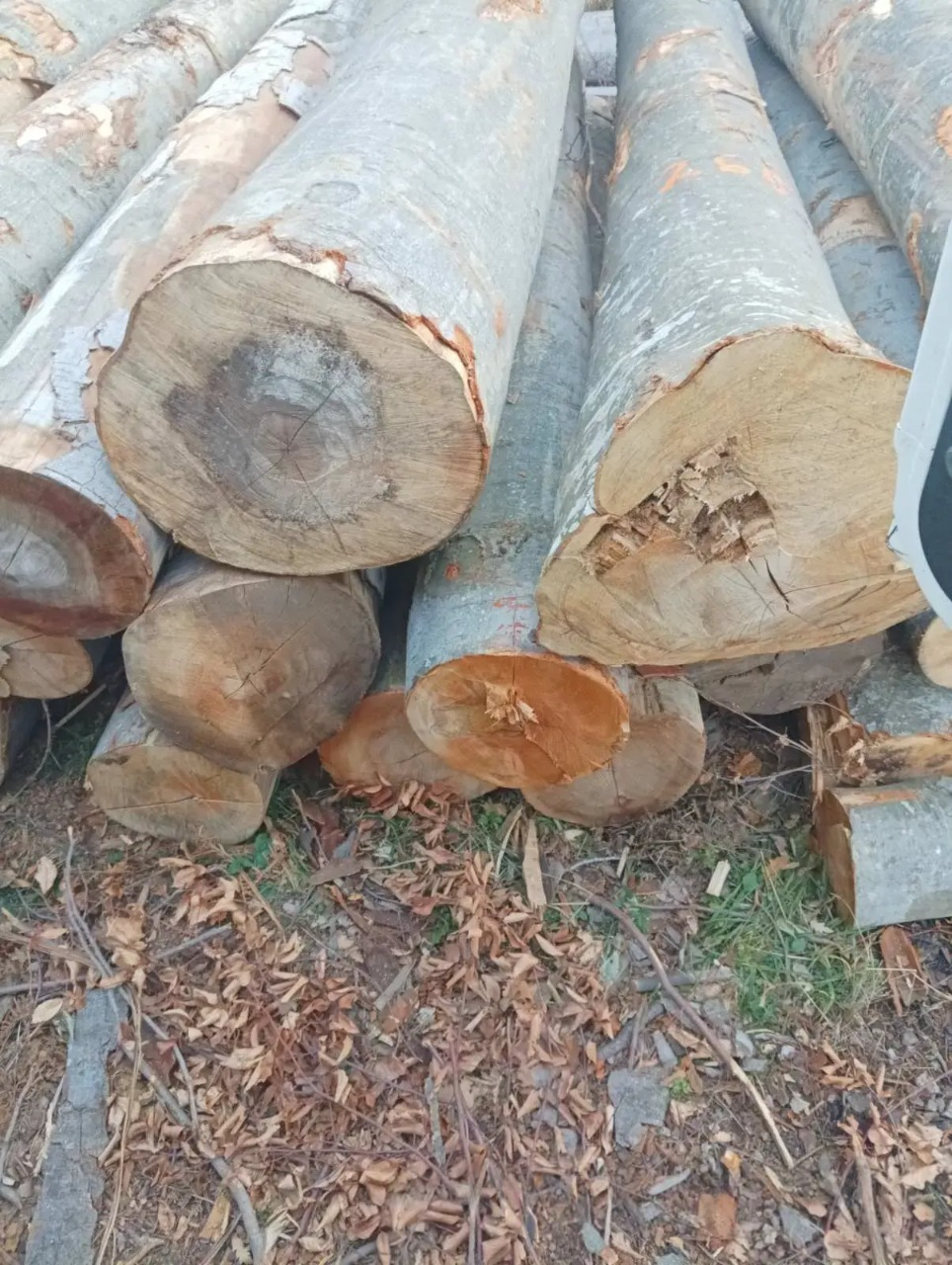 Buche Stammholz – 20 RM oder 40 RM – Bild 2