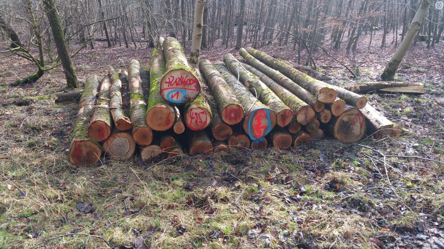 Esche Stammholz – Bild 3