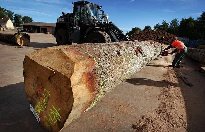 Holzscheite – Eiche – Bild 4