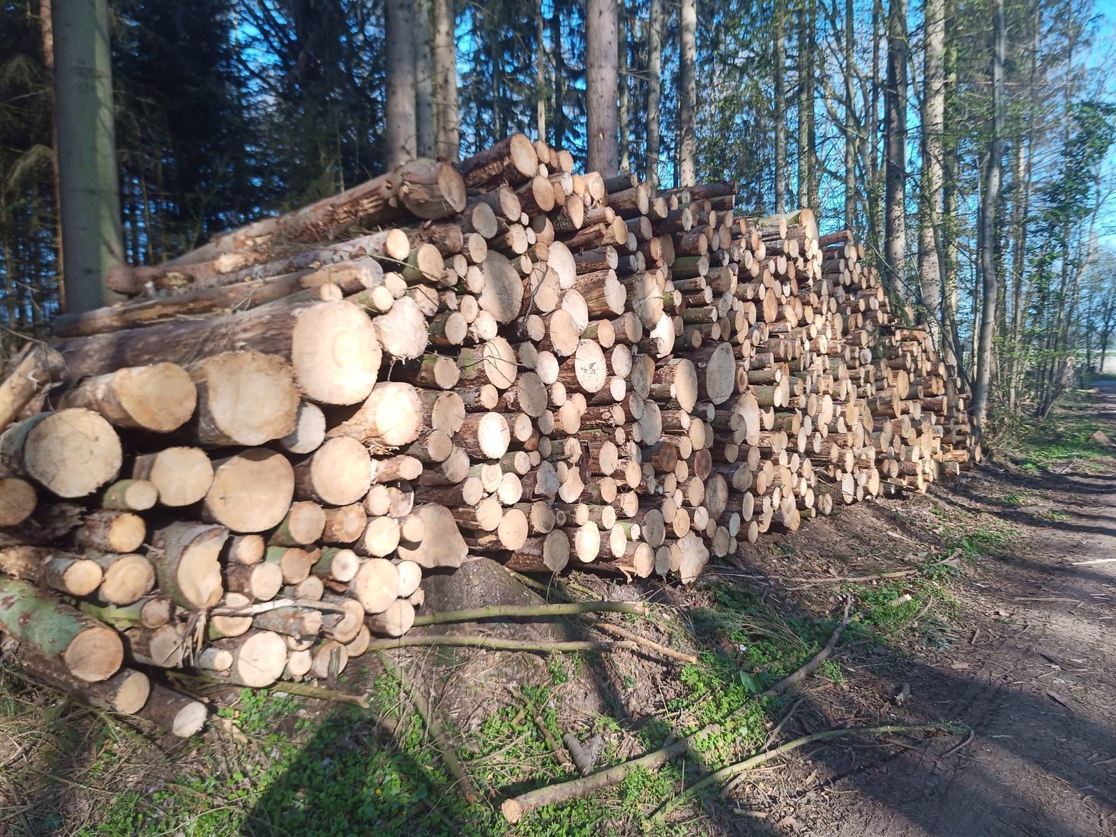 Nadelholz Stammholz – Bild 2