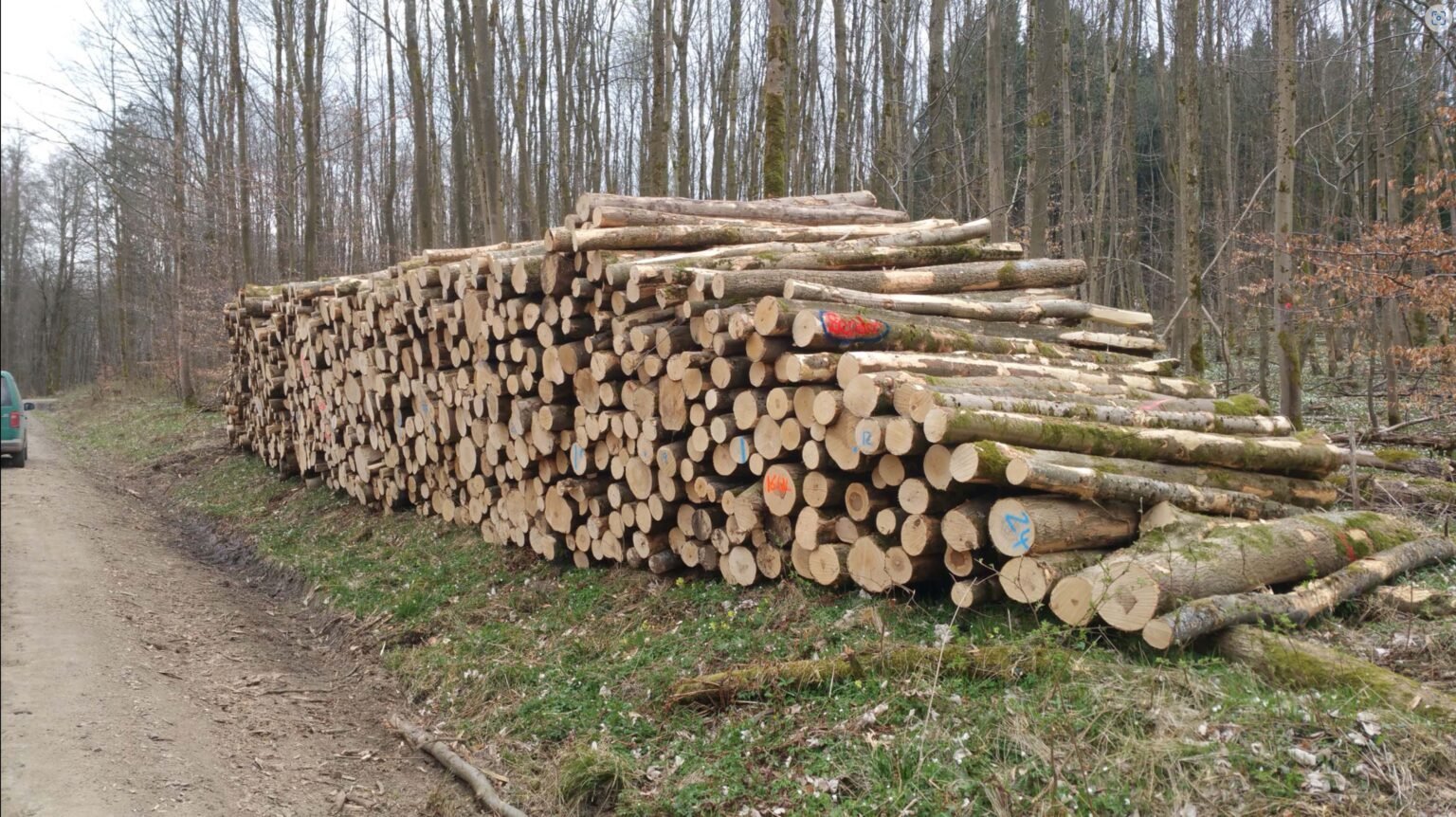 Esche Stammholz – Bild 2