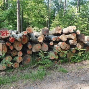 Eiche Stammholz – PEFC – – 3 – 10 m – Halbe LKW-Ladung – 20 RM
