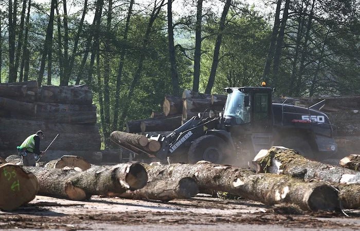 Holzscheite – Eiche – Bild 6