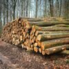 Buche Stammholz