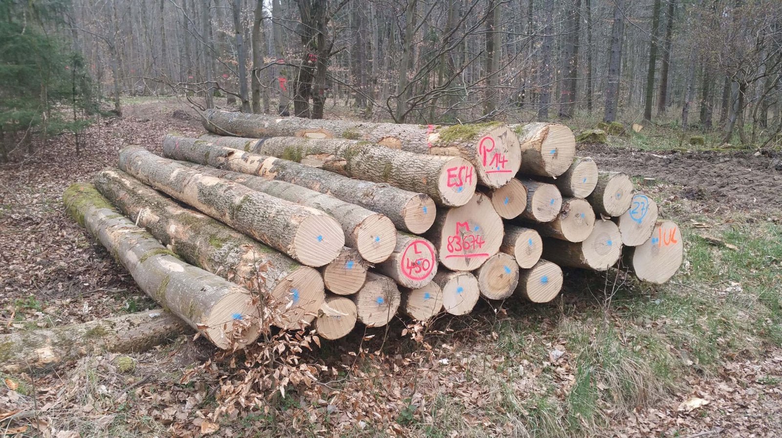 Esche Stammholz – Bild 4