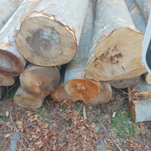 Buche Stammholz – 20 RM oder 40 RM